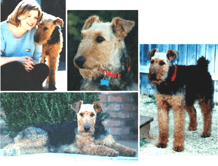 Airedale Terriers Breeders airedale terrier puppies. Airedale Terriers Breeders